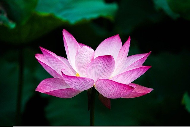 Anleitung für eine Lotusgeburt